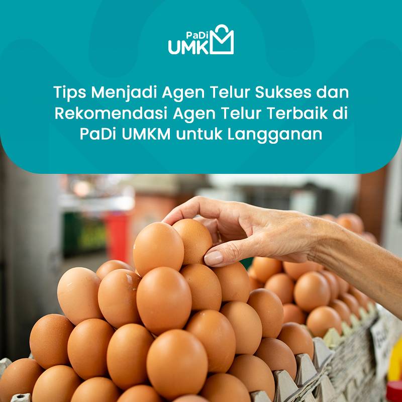 tips-menjadi-agen-telur-sukses-dan-rekomendasi-agen-telur-terbaik-di-padi-umkm-untuk-langganan